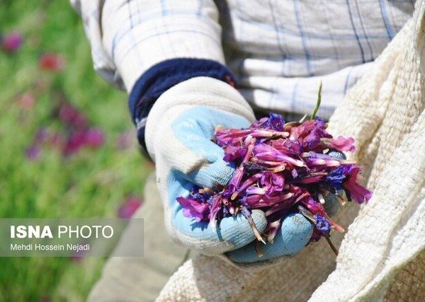 برگزاری جشنواره بادرنجویه در روستای توریستی حیران: تجربه‌ای بی‌نظیر در دل طبیعت!