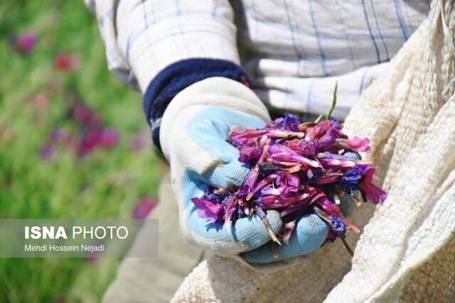 برگزاری جشنواره بادرنجویه در روستای توریستی حیران: تجربه‌ای بی‌نظیر در دل طبیعت!