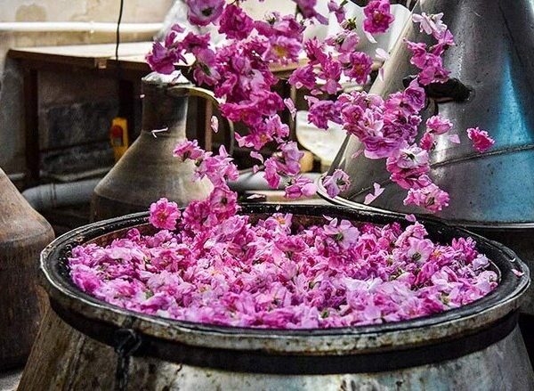 جشنواره تقطیر گلاب در کرج: جاذبه‌ای برای دوستداران طبیعت و عطرها!