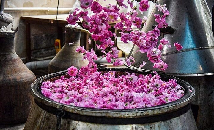 جشنواره تقطیر گلاب در کرج: جاذبه‌ای برای دوستداران طبیعت و عطرها!
