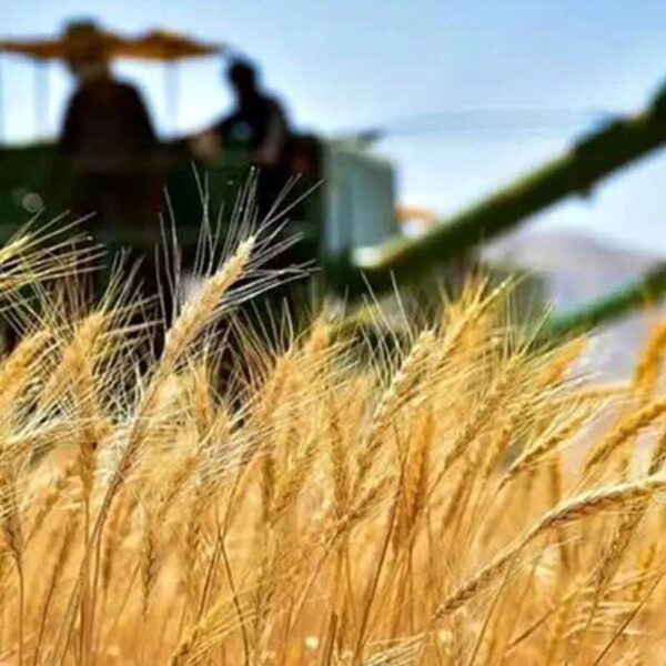 گزارش جدید GIEWS درباره امنیت غذایی در ایران منتشر شد!